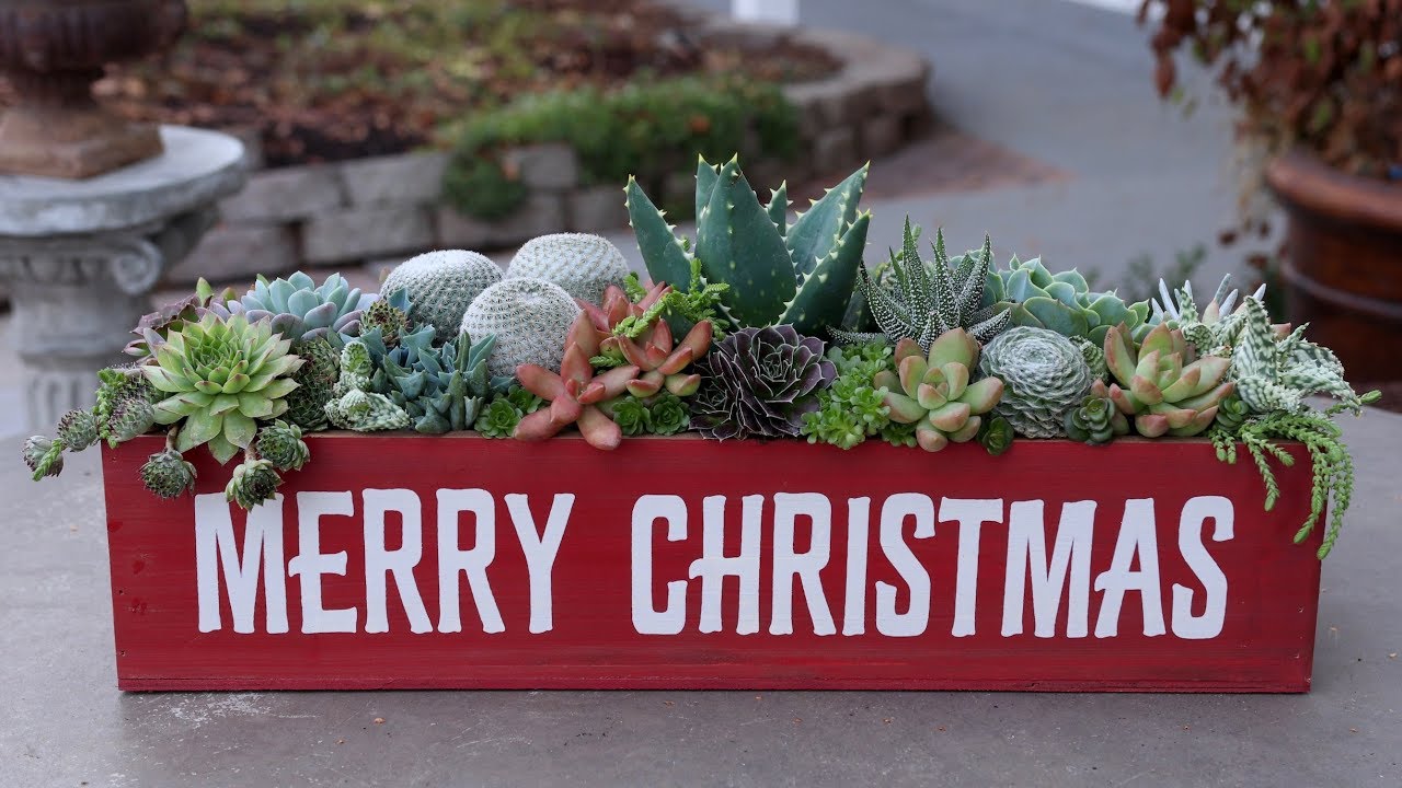 suculentas em arranjo para natal