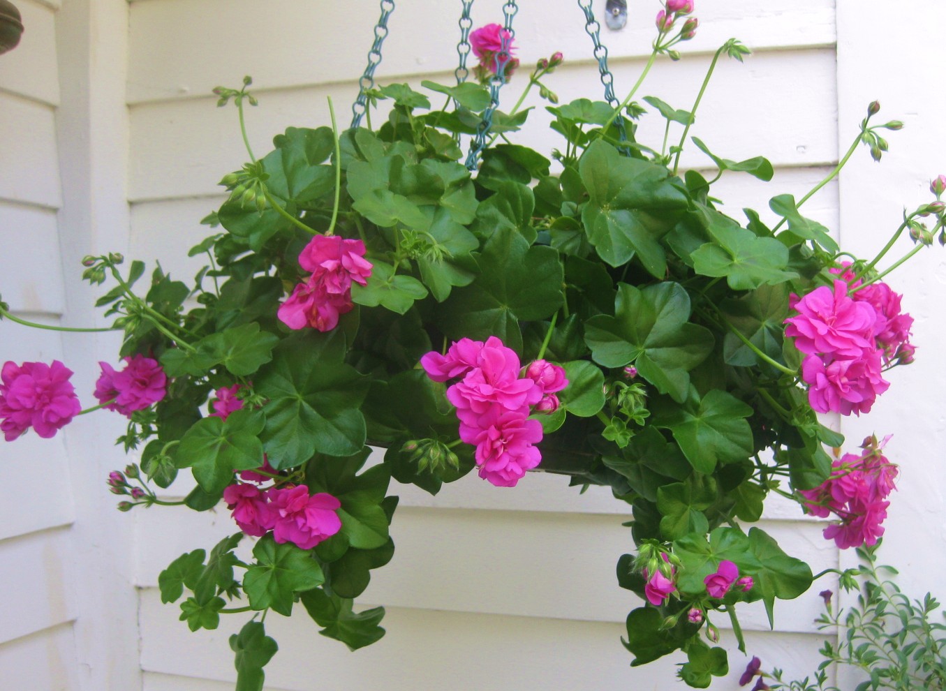 gerânios rosas em vaso pendente