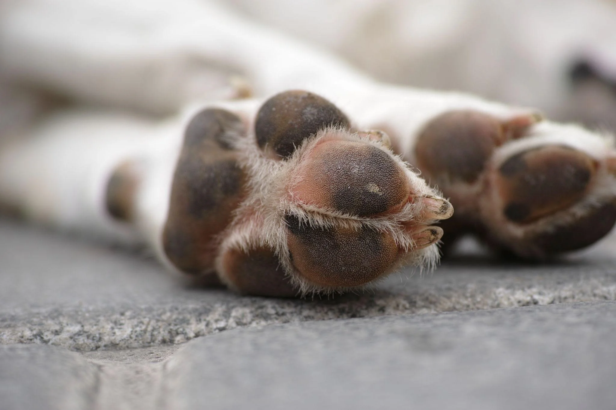 patas de cachorro