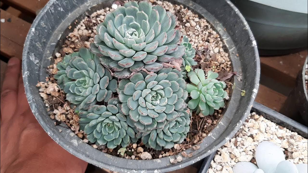 vaso com suculentas echeveria