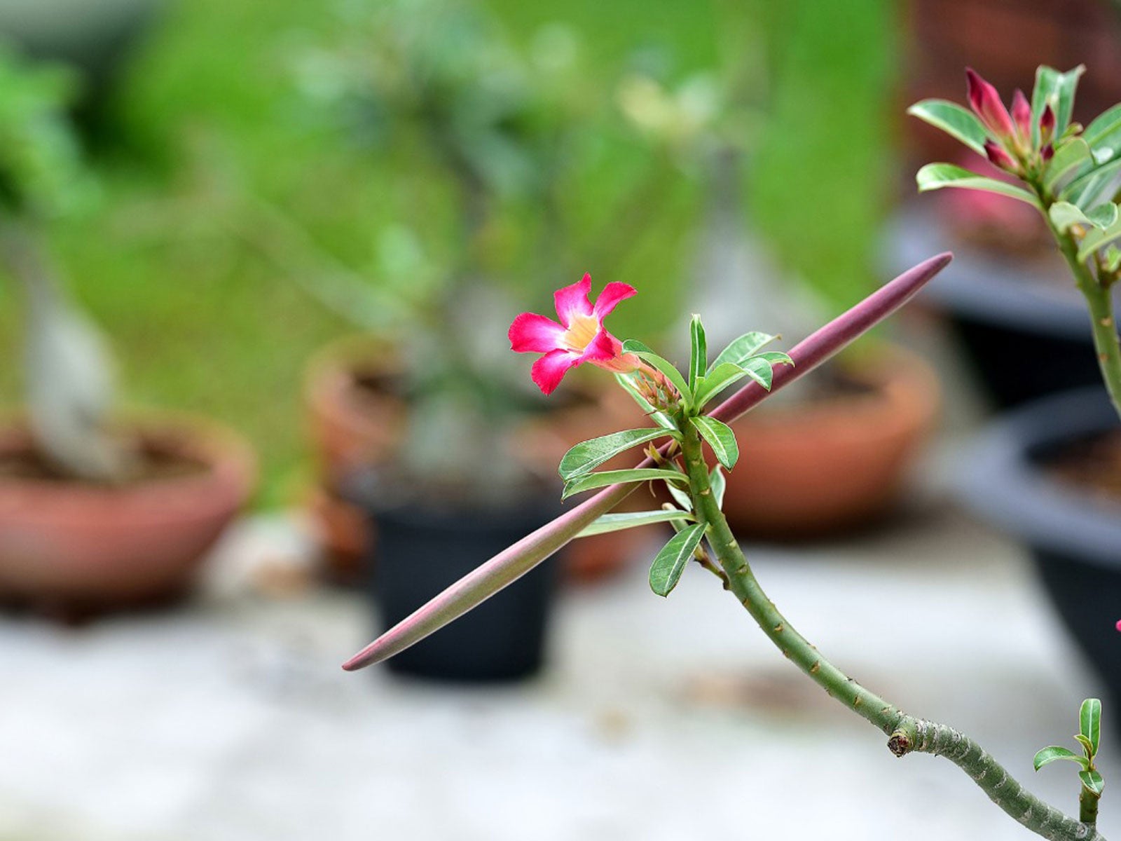 vagens na rosa-do-deserto florida