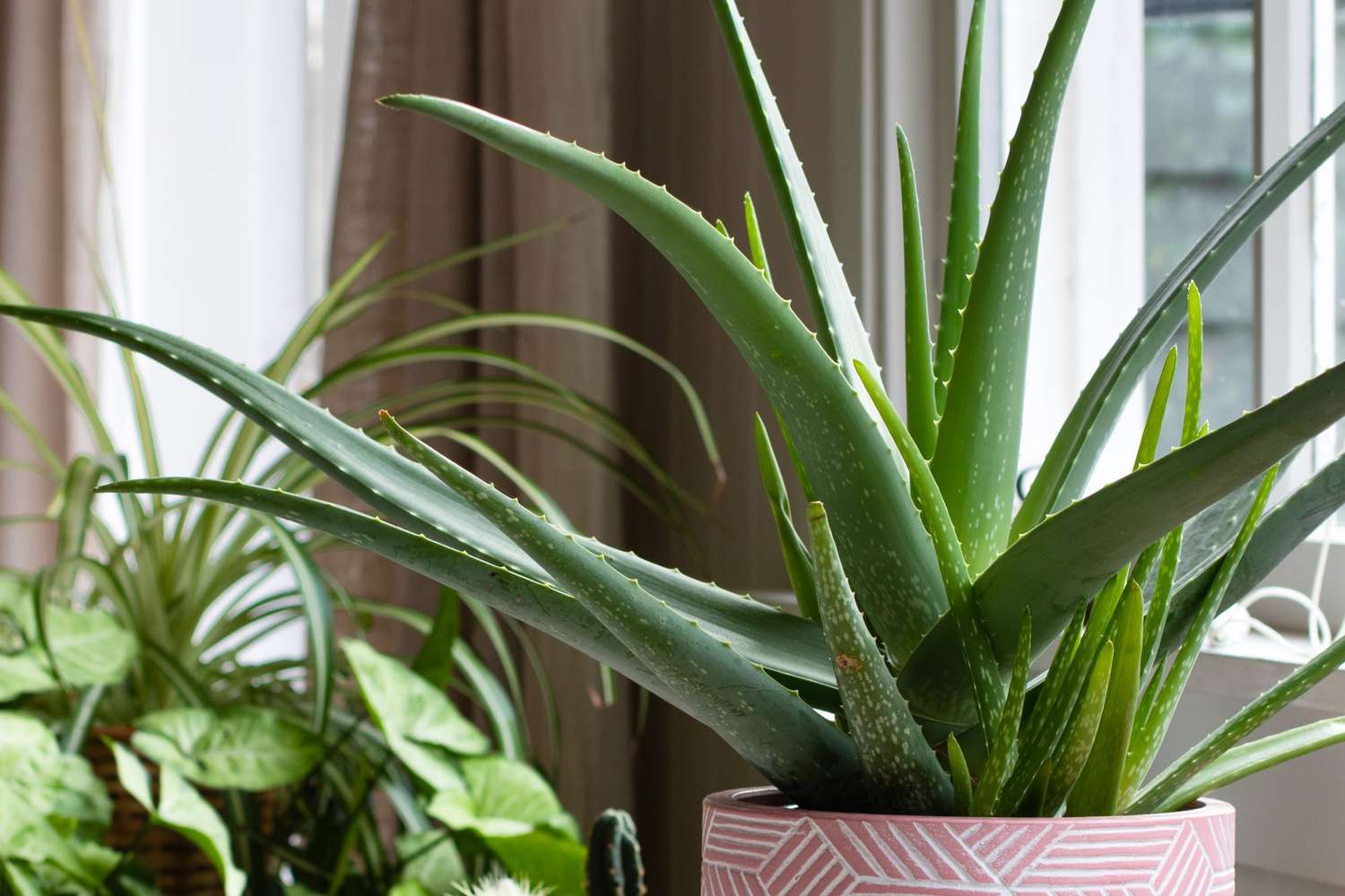 vaso com aloe vera saudável