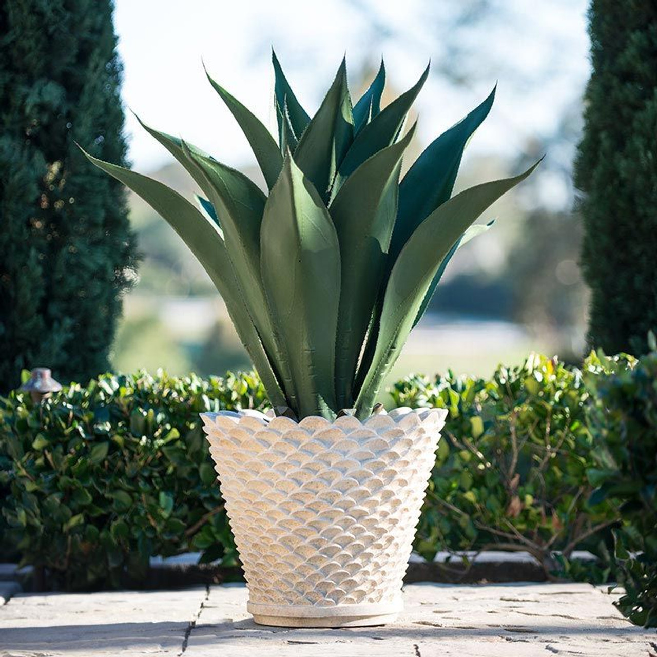 vaso com planta agave