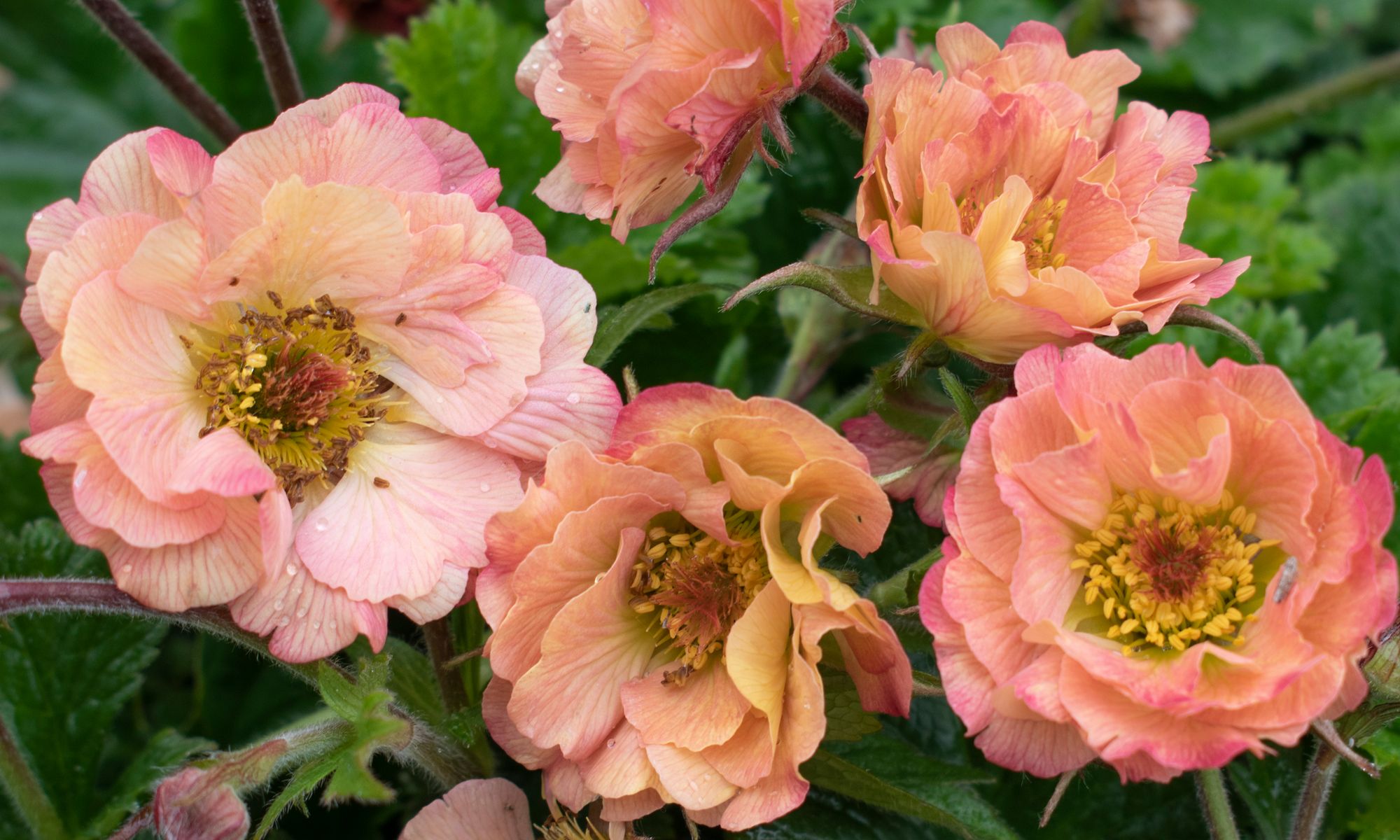 Geum 'Mai Thai'