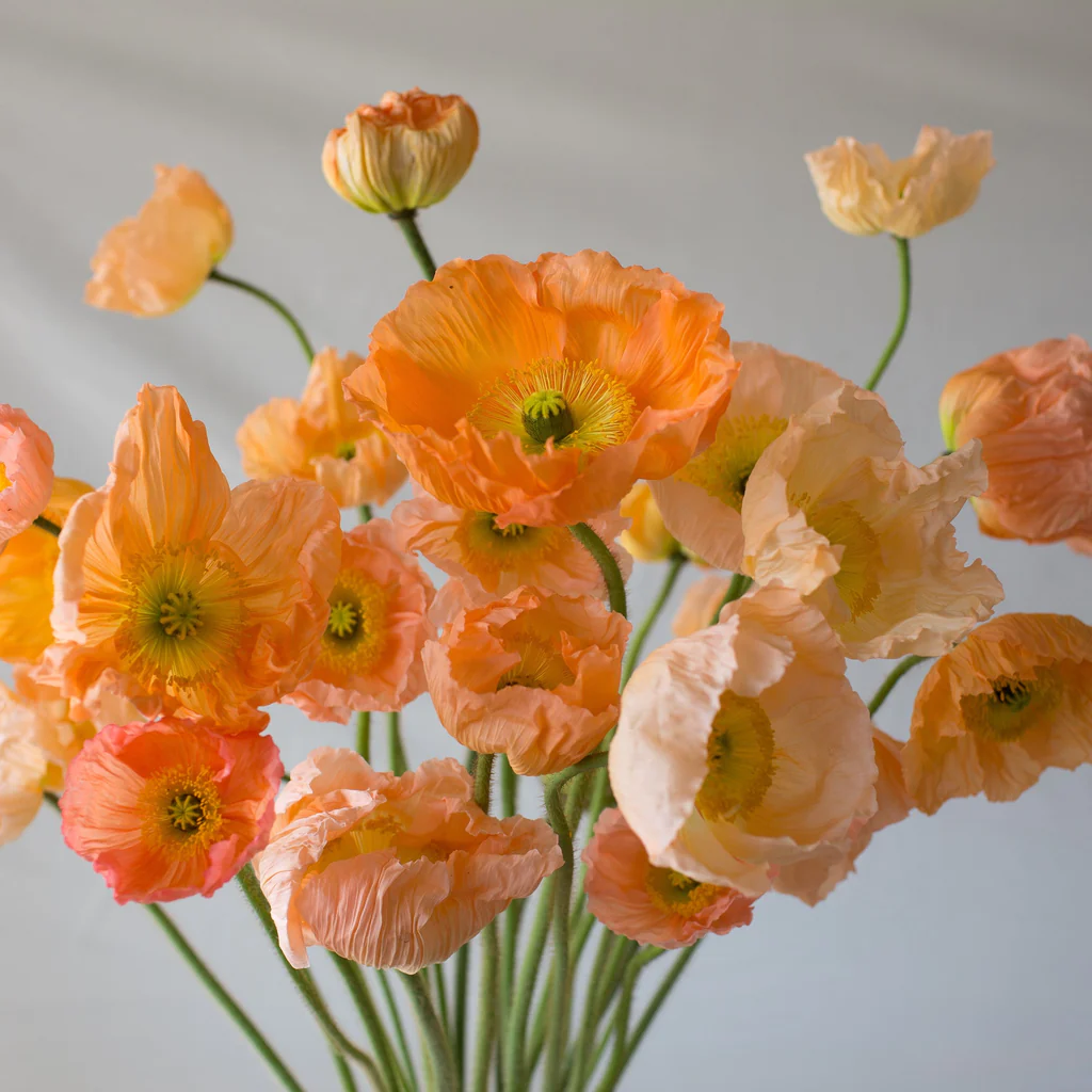 Papoula Islandesa ‘Giant Peach’