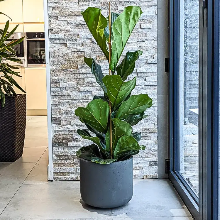 ficus lyrata em sala