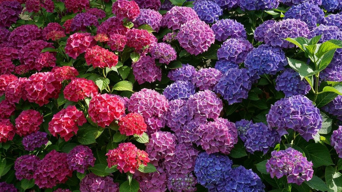 hortênsias de várias cores juntas