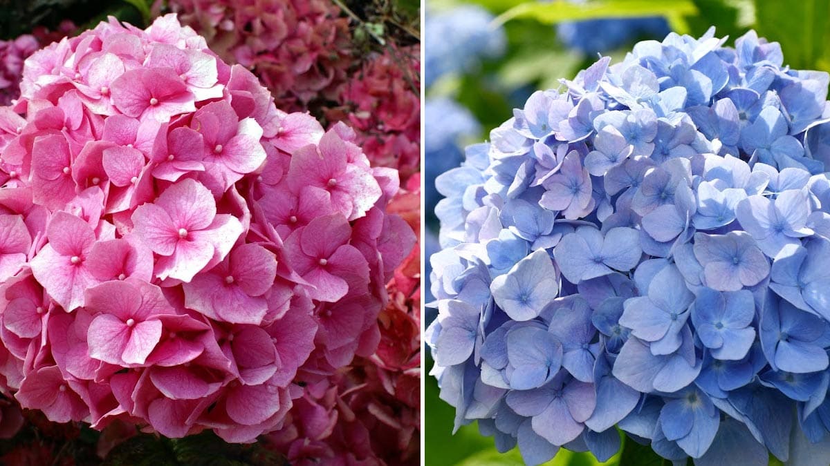 hortênsias rosa e azul