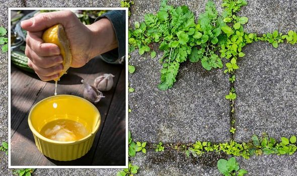 uso de suco de limão para tratar ervas daninhas