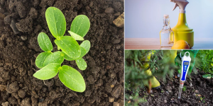 usos do limão nas plantas