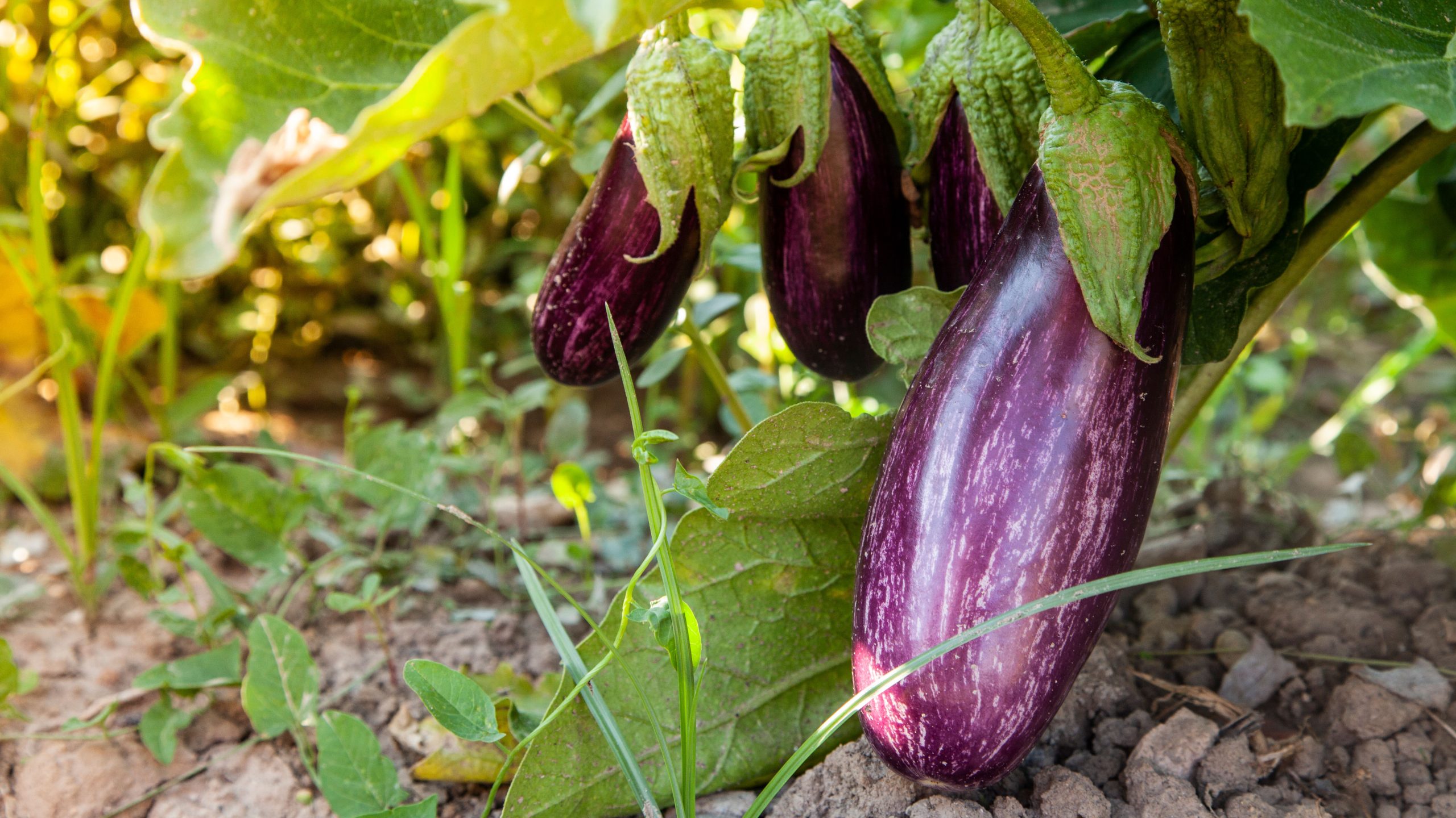 variedade de berinjela plantada em quintal