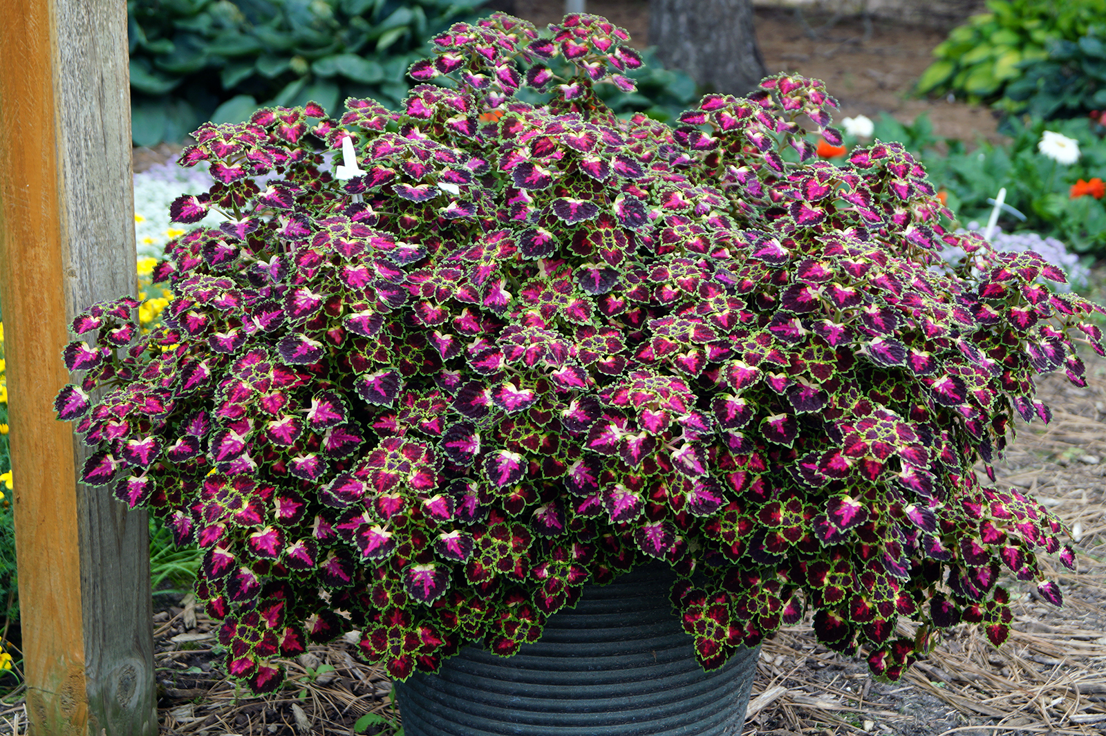 vaso com coleus