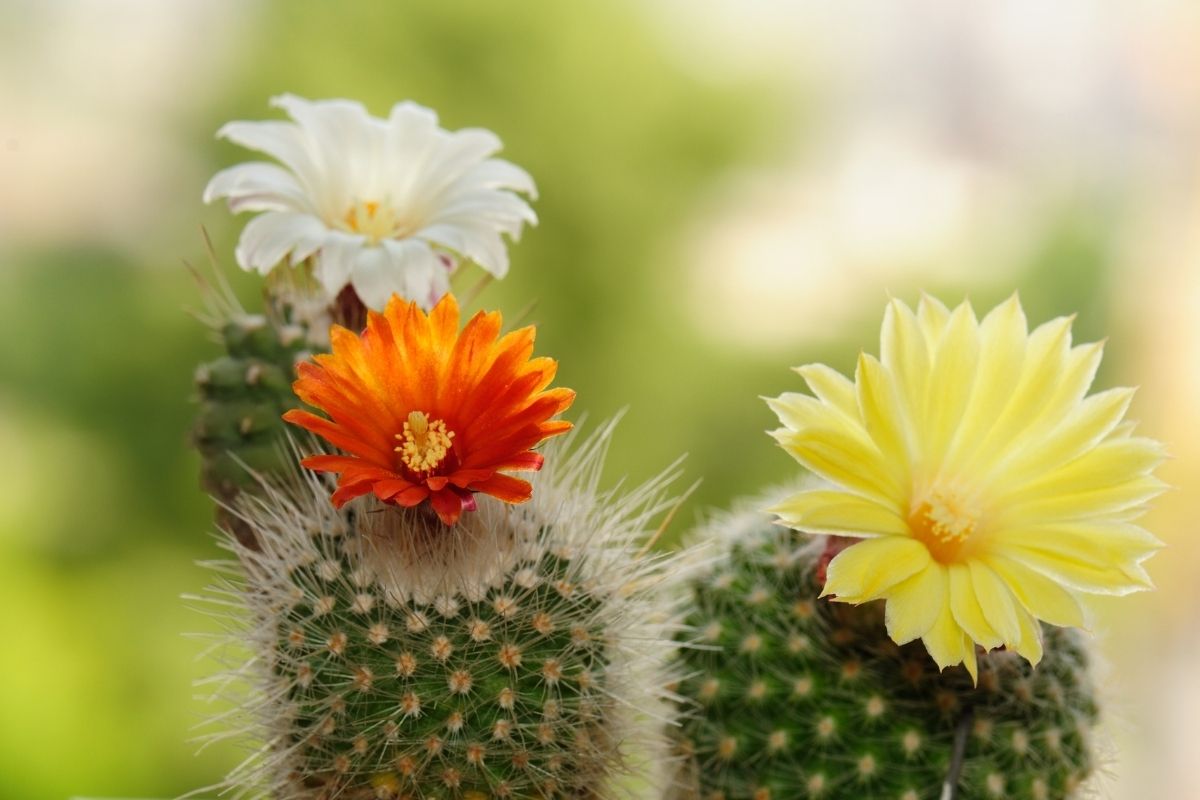 cactos com flores