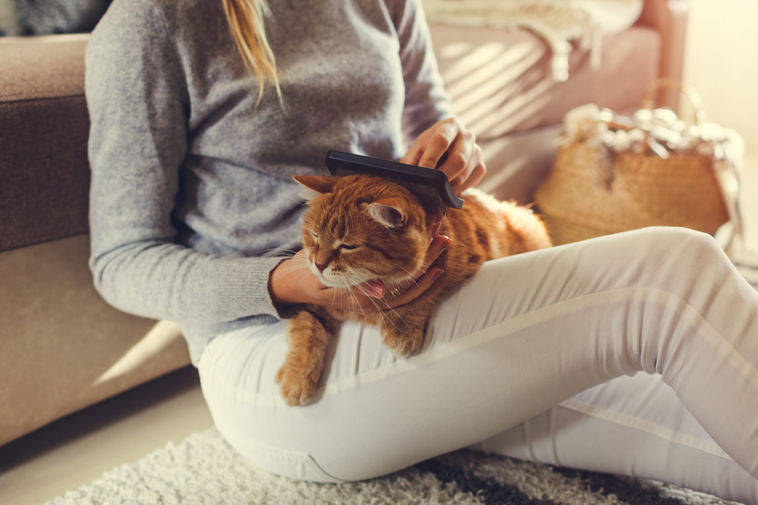 mulher escovando gato em seu colo