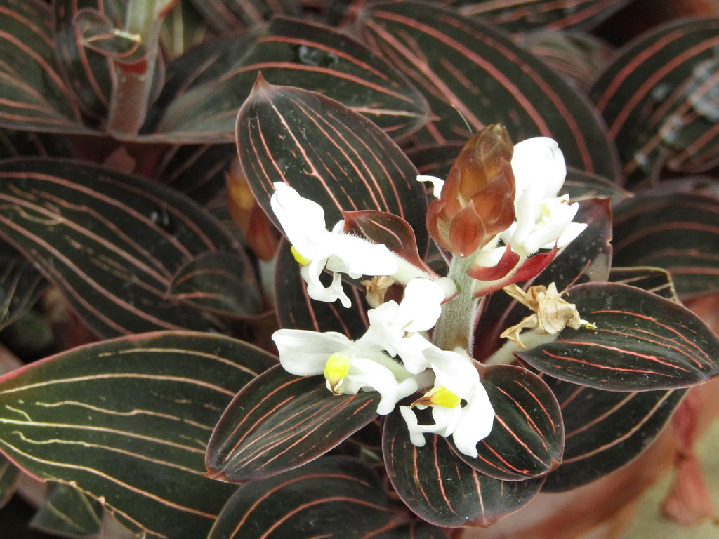 orquída do gênero Ludisia