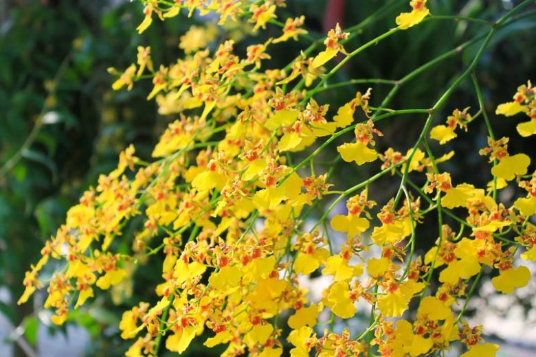 orquídea do gênero Oncidium