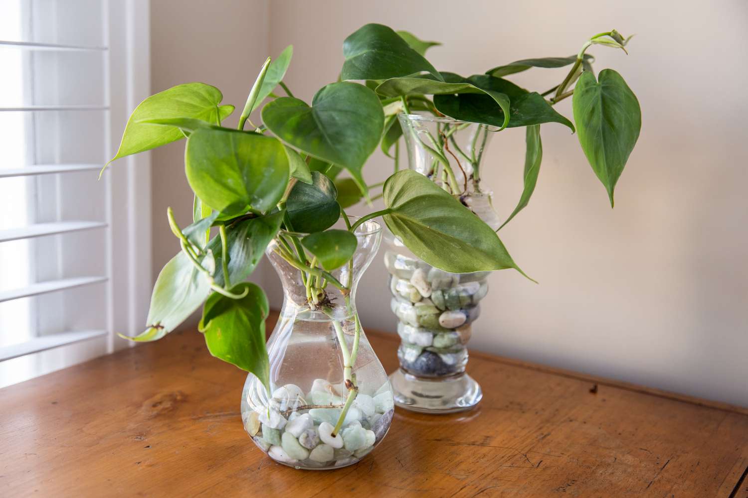 plantas em vasos com apenas água