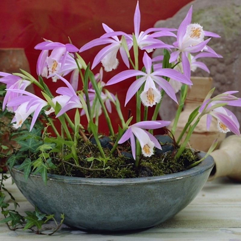 vaso com orquídea-pavão