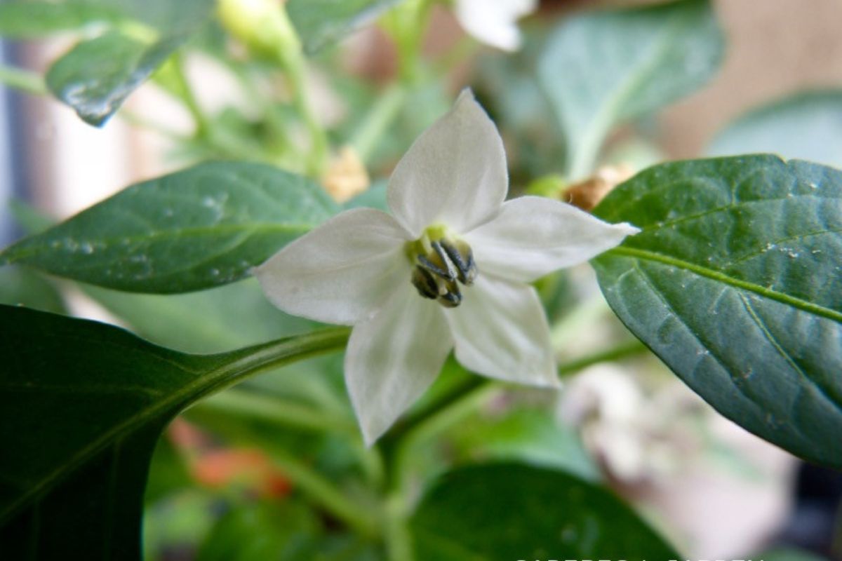 a flor de cada signo