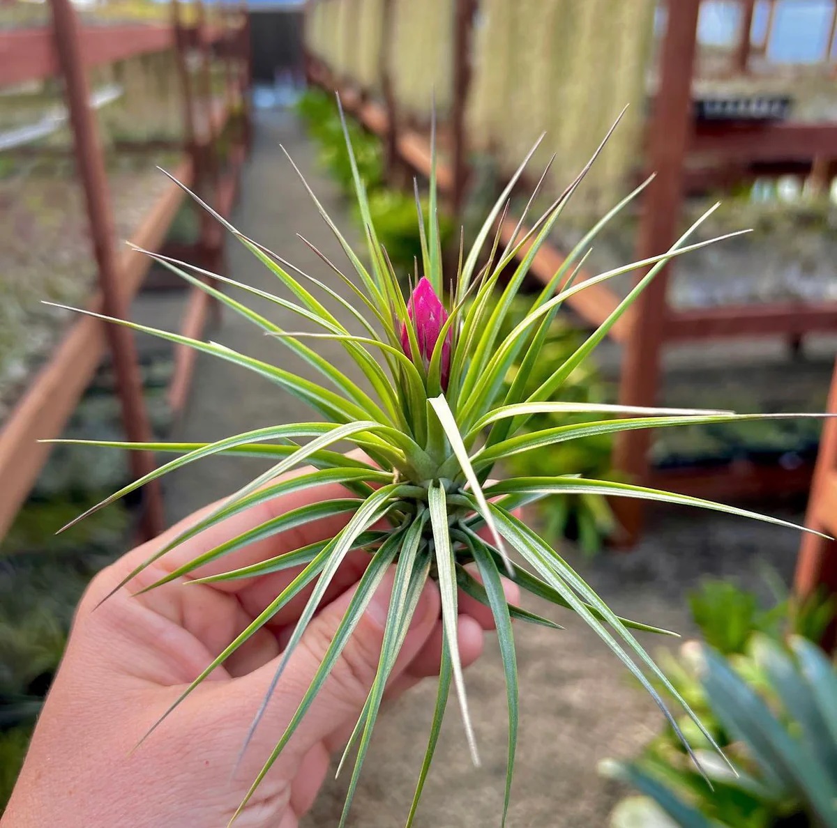 bromélia Tillandsia aeranthos bergeri