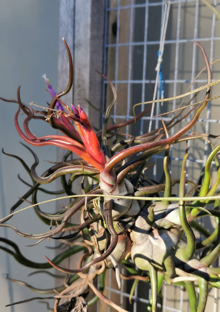 bromélia Tillandsia bulbosa pendurada