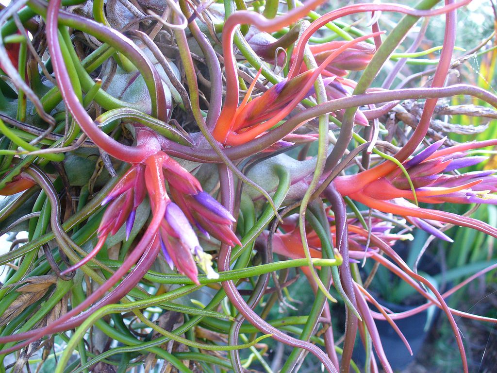 bromélia Tillandsia bulbosa