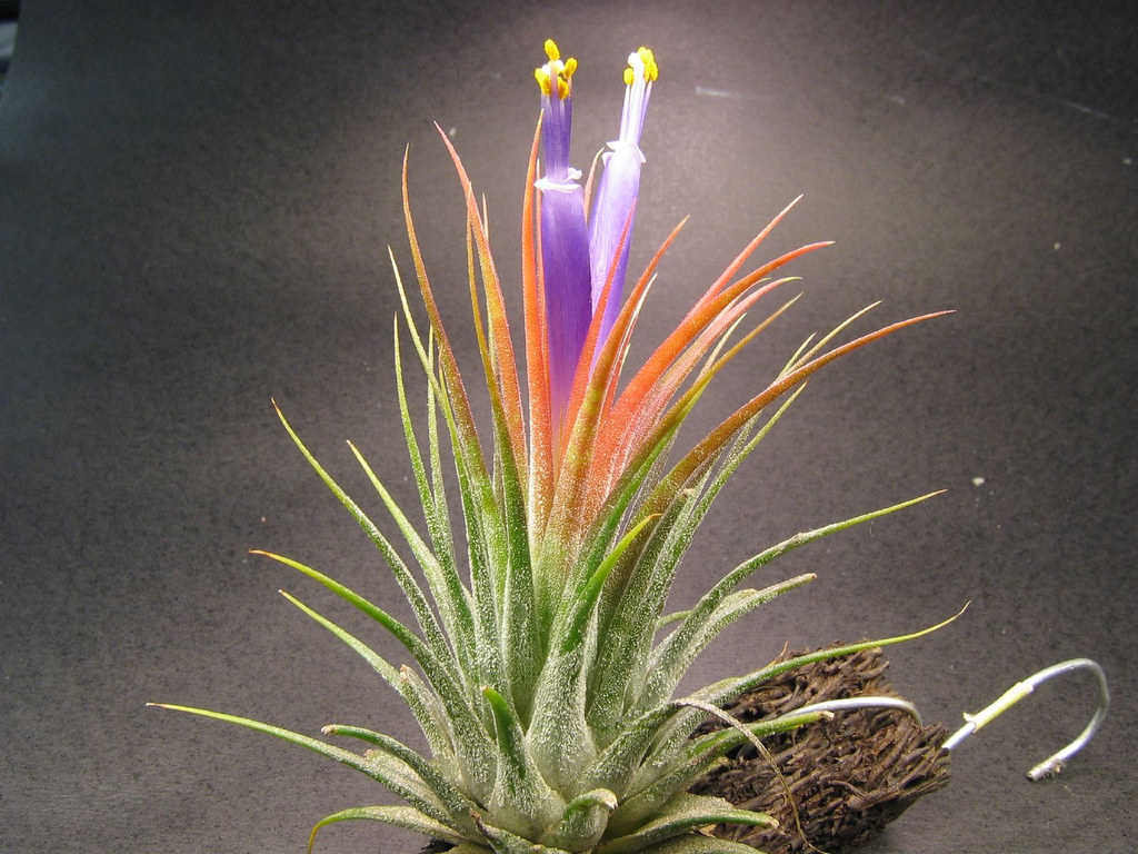 bromélia Tillandsia ionantha