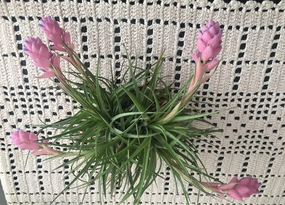 bromélia Tillandsia stricta