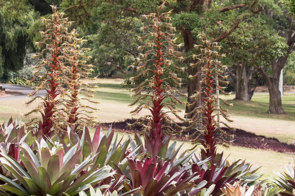 bromélias imperiais com florescimento