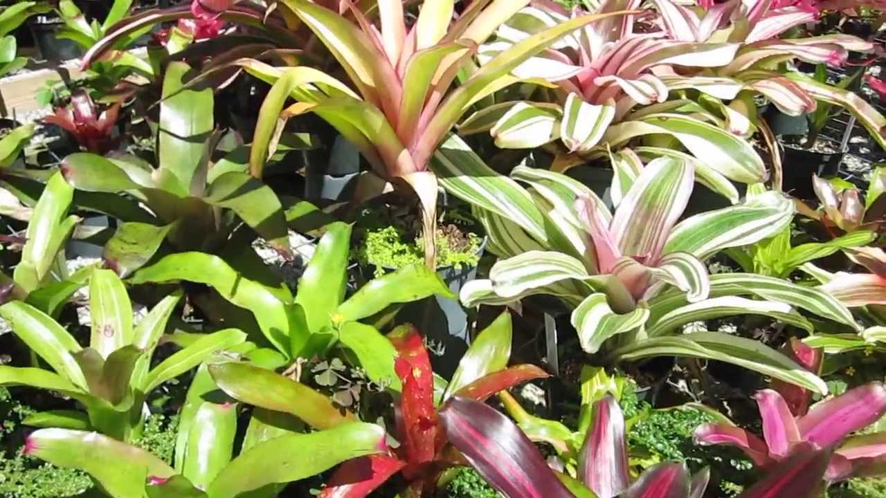 espaço externo com várias bromélias Neoregelia