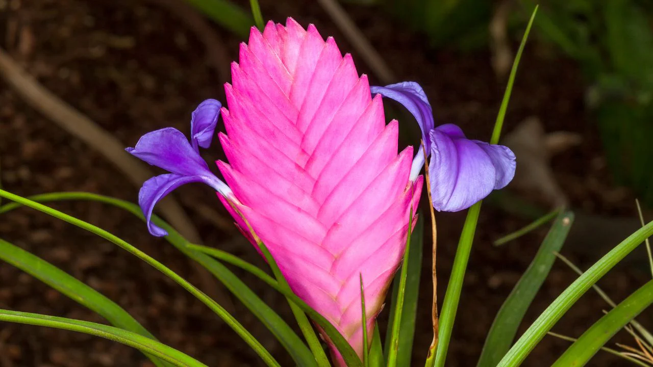 flor da bromélia Tillandsia cyanea