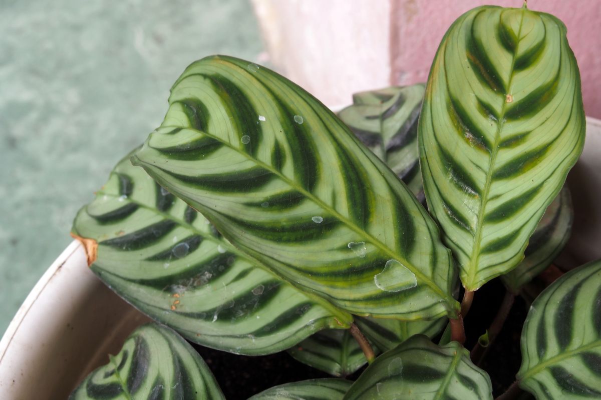 cuidar de maranta zebrina