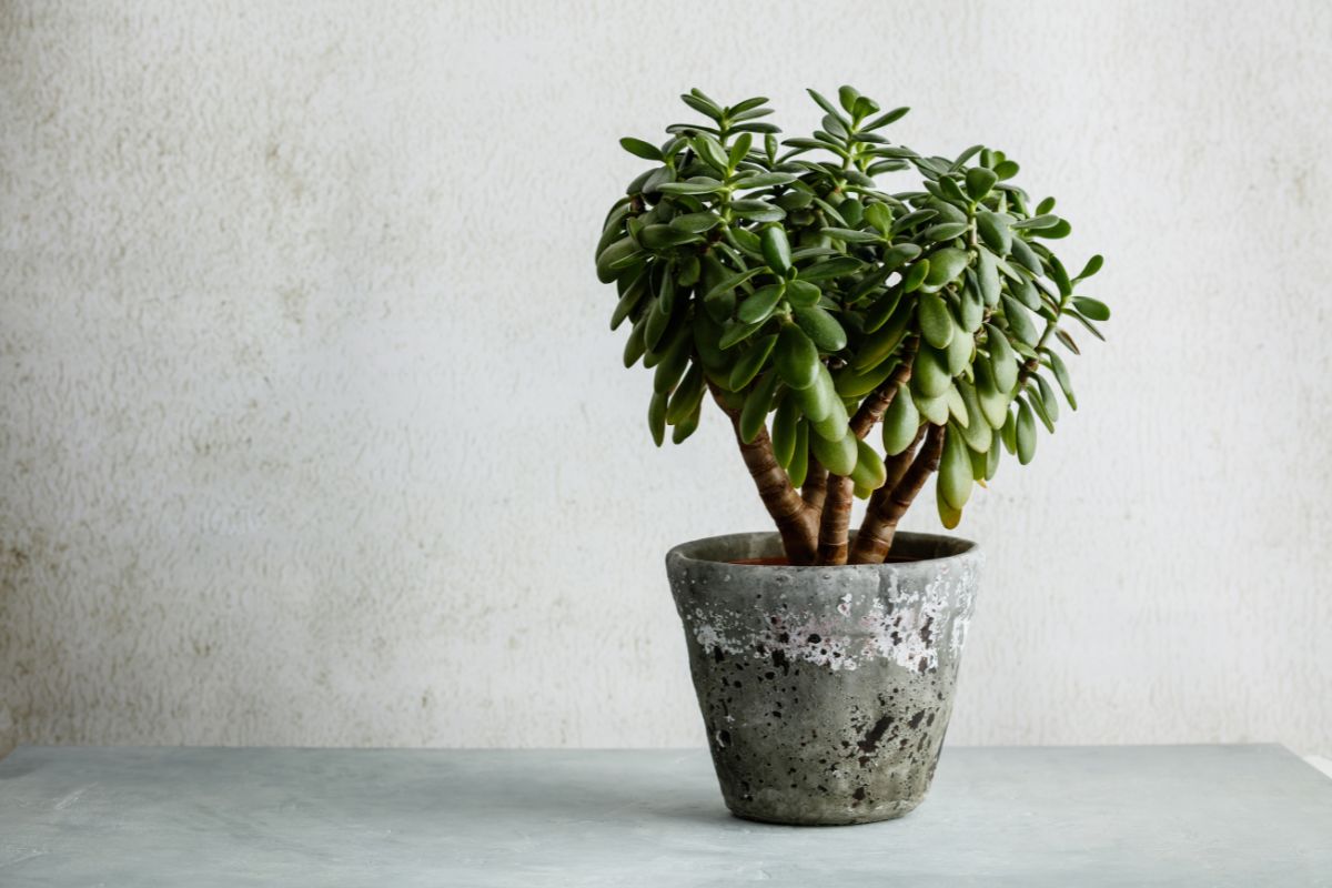 planta jade grande em vaso