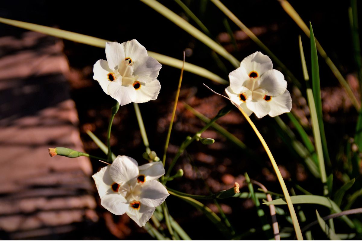 plantas ornamentais jardim (3)