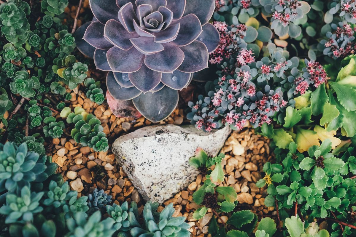 plantas ornamentais para jardim