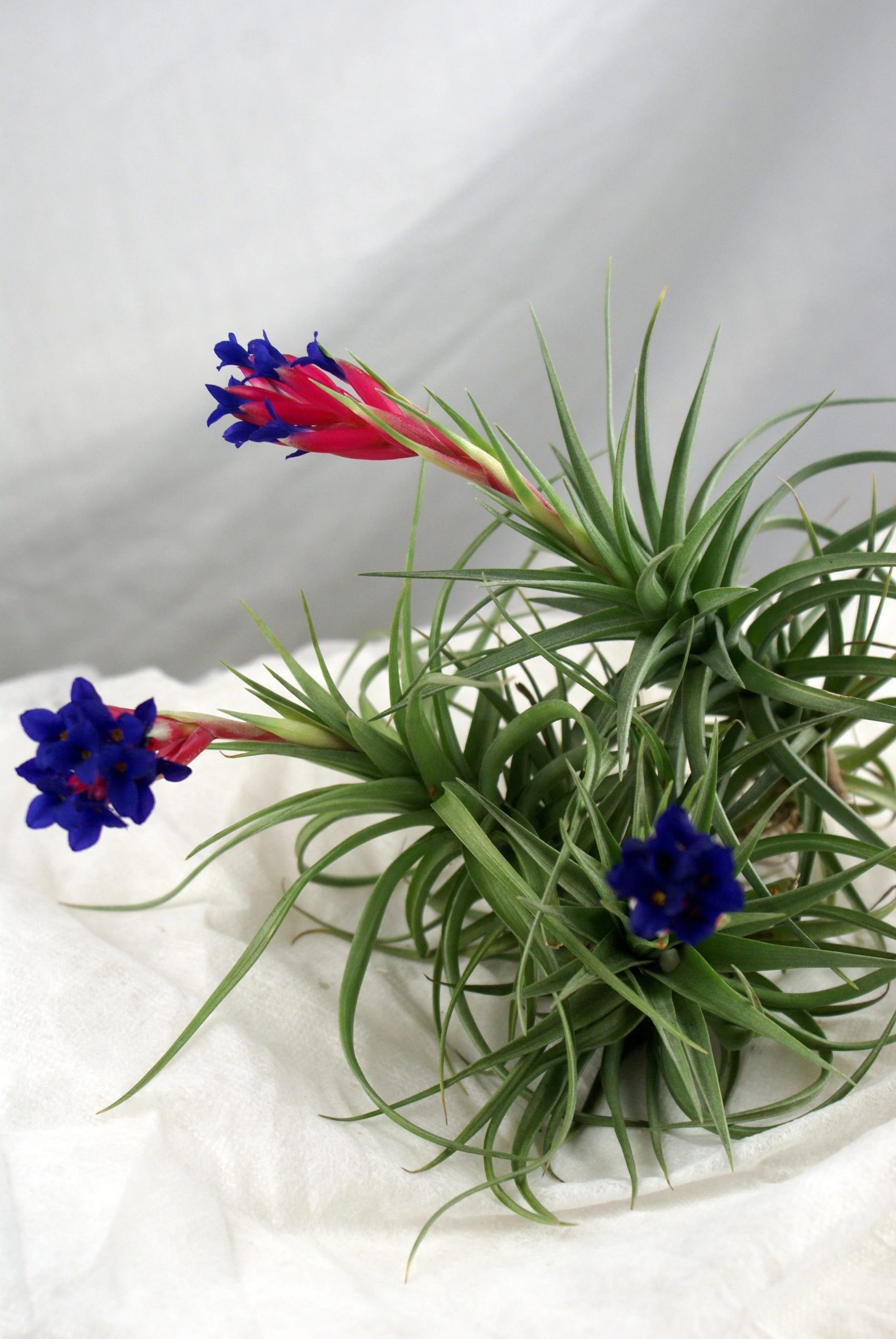 tillandsia aeranthos bergeri florida