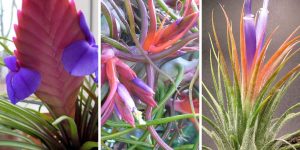 tipos de bromélia Tillandsia