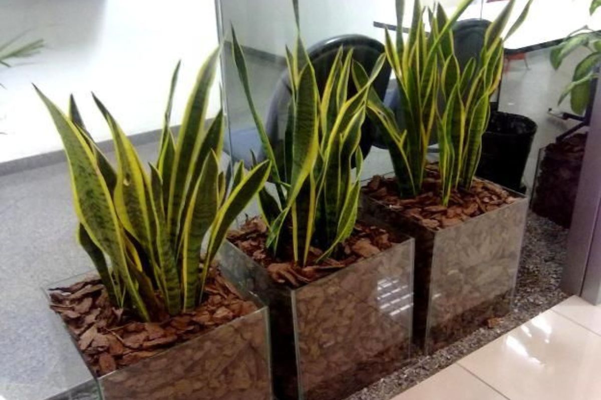 plantas para hall de entrada (5)