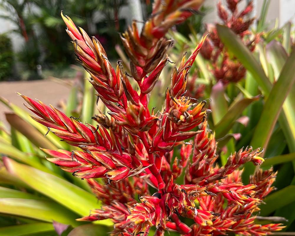 zoom em brácteas da bromélia porto seguro