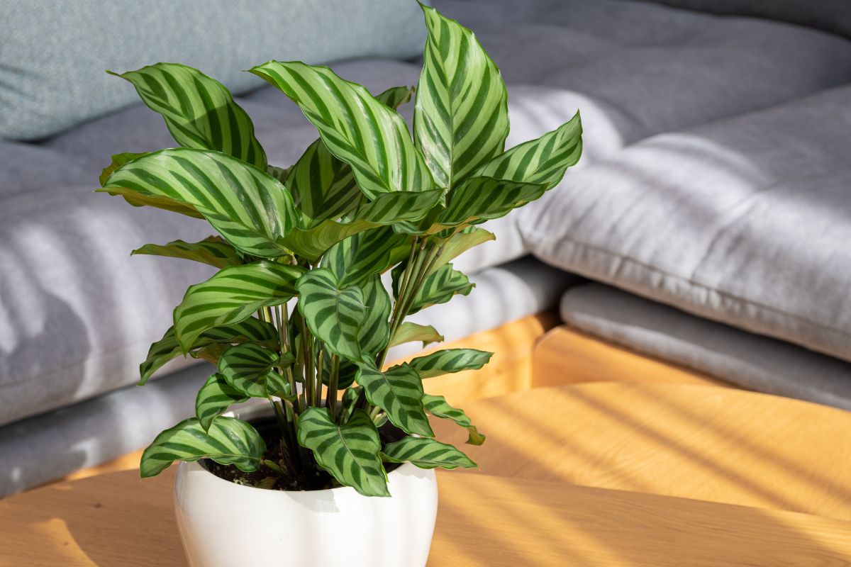 plantas para lavabos calathea