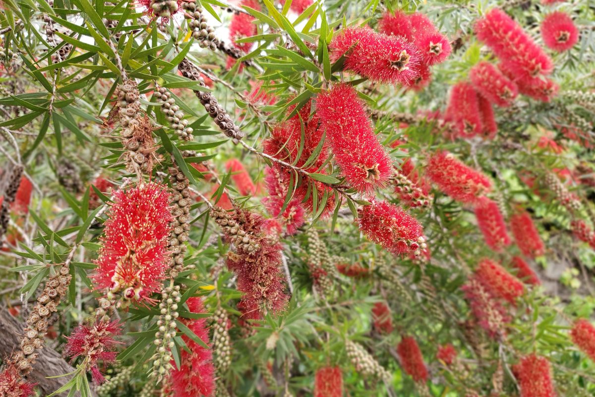 Calistemo plantas que atraem pássaros