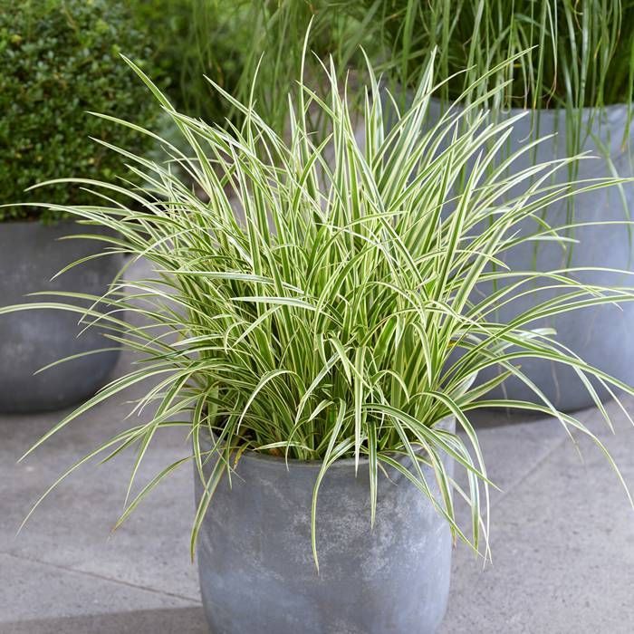 Carex plantas de sombra para jardim