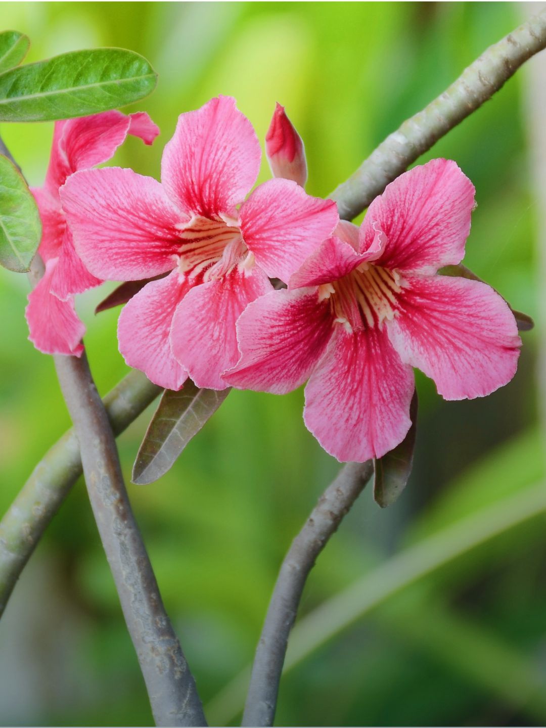 Planta rosa-do-deserto