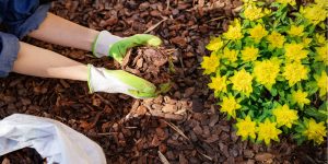 cobrir solo para proteger plantas de frente fria