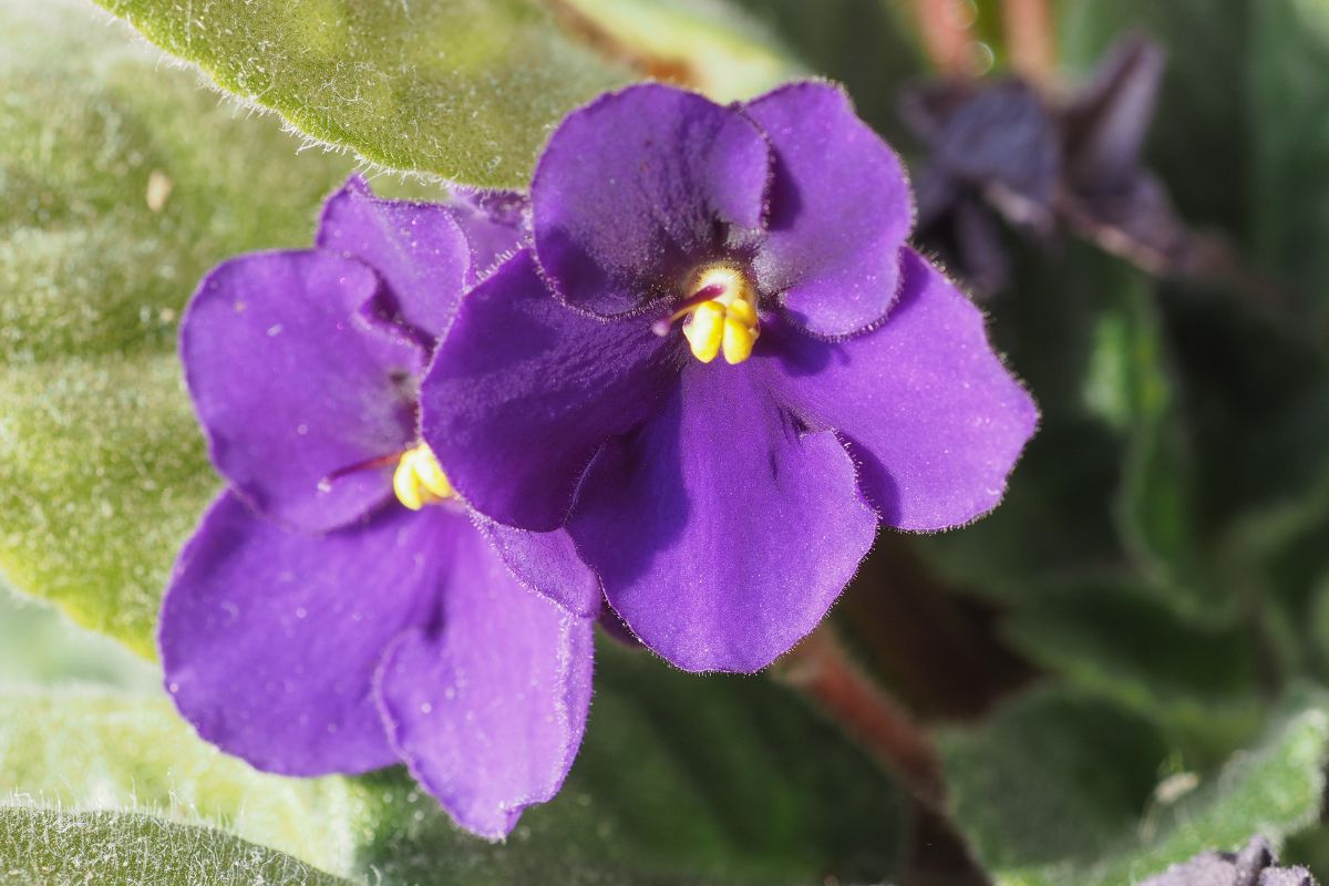 cultivar violeta-africana