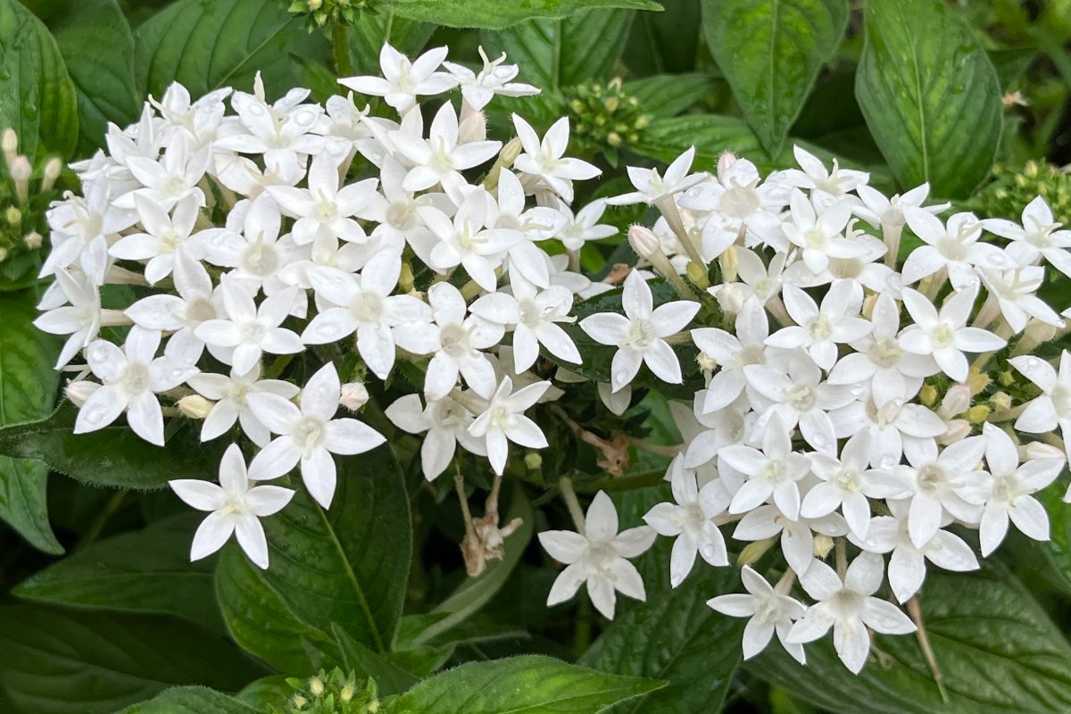 estrela-do-egito como cultivar em casa