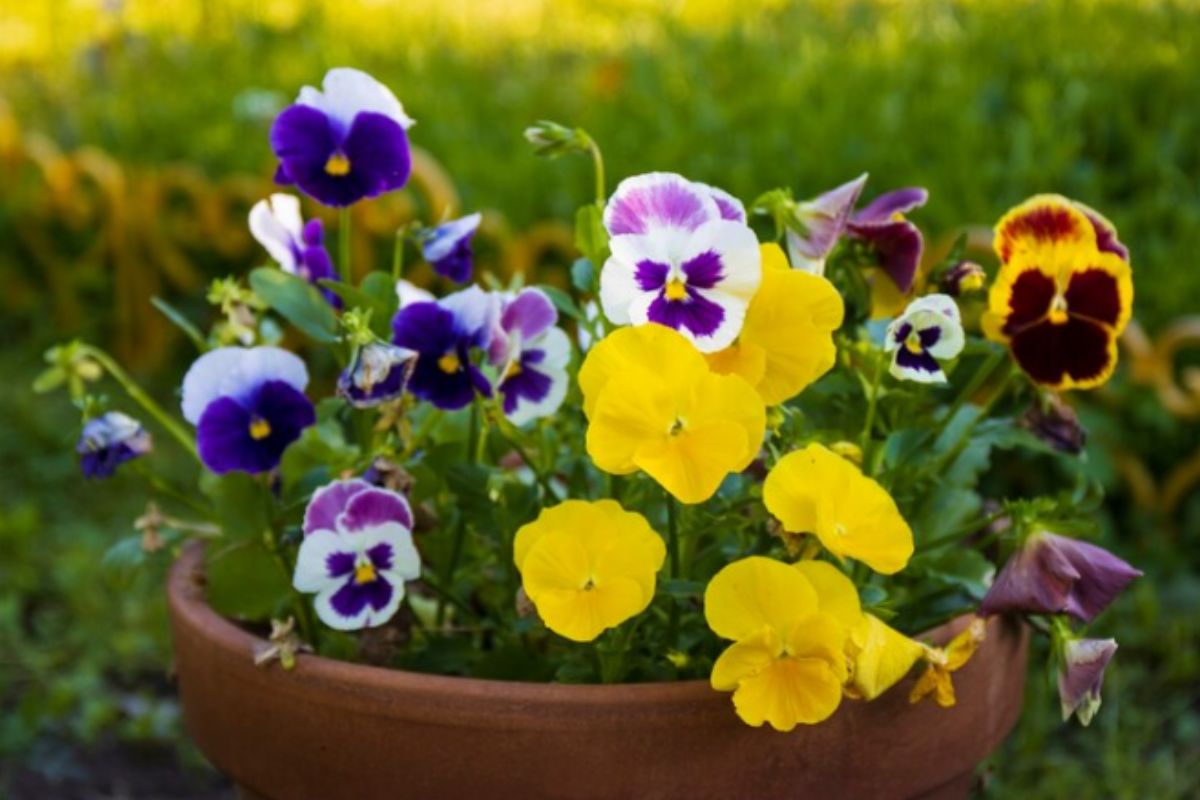 plantas de sombra para vasos viola