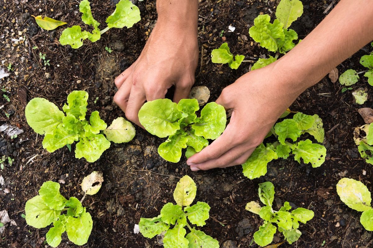 vegetais para jardim pequeno alface