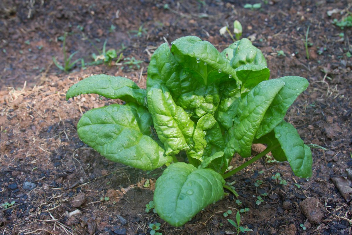 vegetais para jardim pequeno espinafre