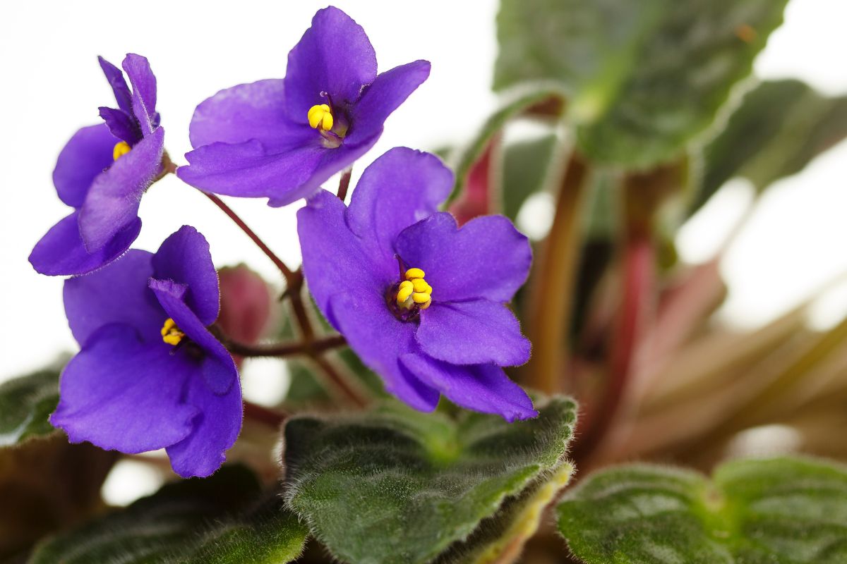 violeta-africana